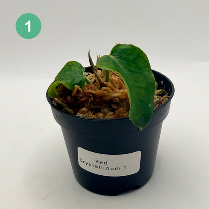 Anthurium Red Crystallinum