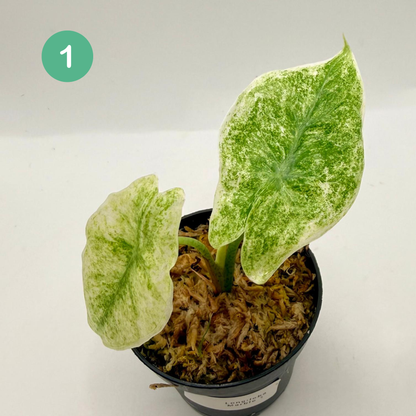 Alocasia Longiloba Marble Variegata