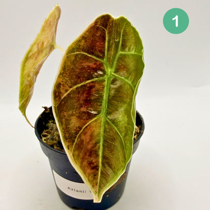 Alocasia Azlanii Aurea Variegata