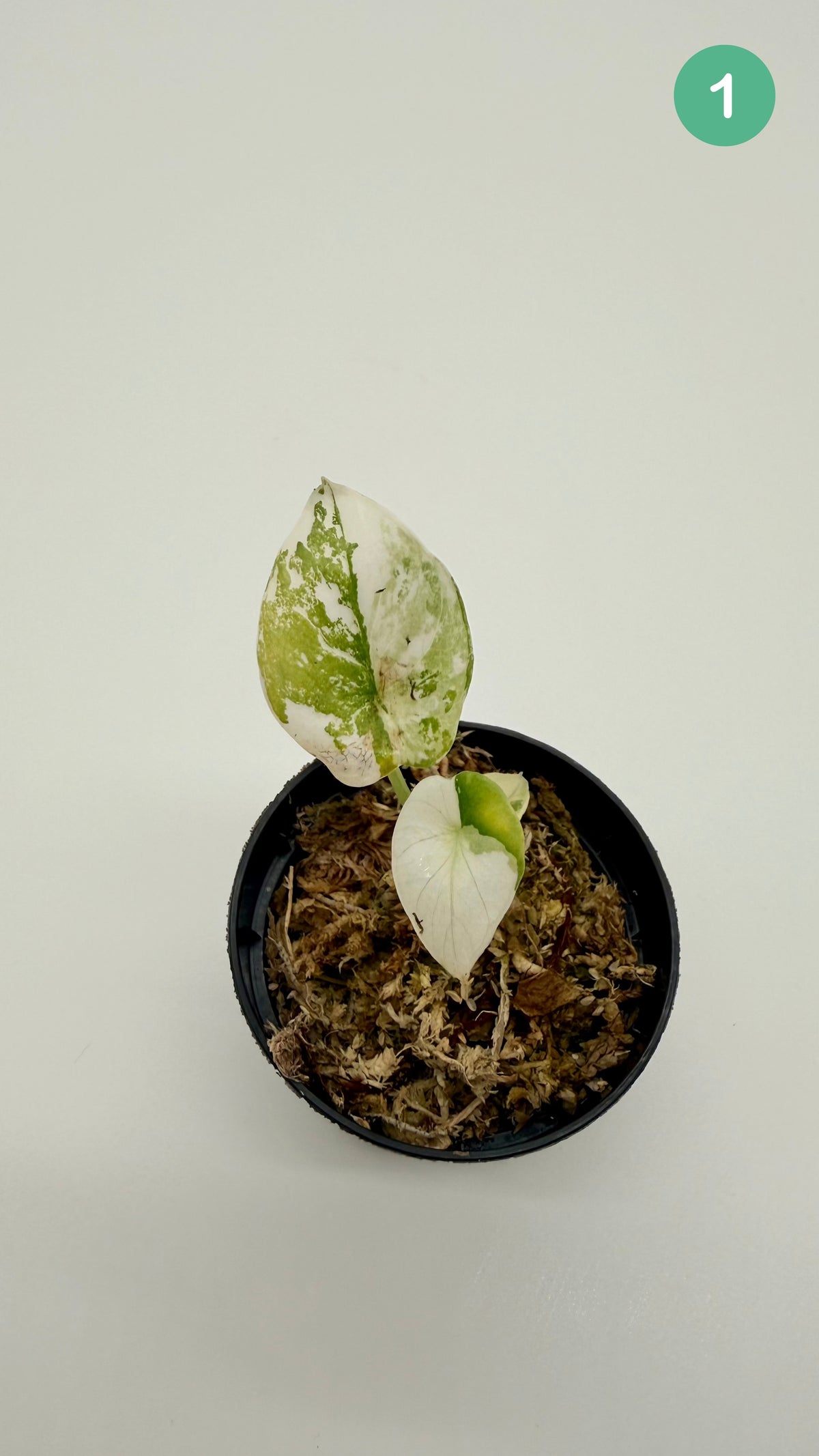 Alocasia Sinuata Albo Variegata