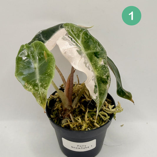 Alocasia Polly Snowflake Pink/Albo Variegata
