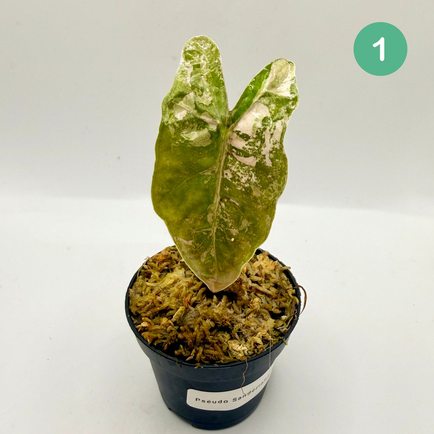 Alocasia Pseudo Sanderiana Albo/Pink Variegata