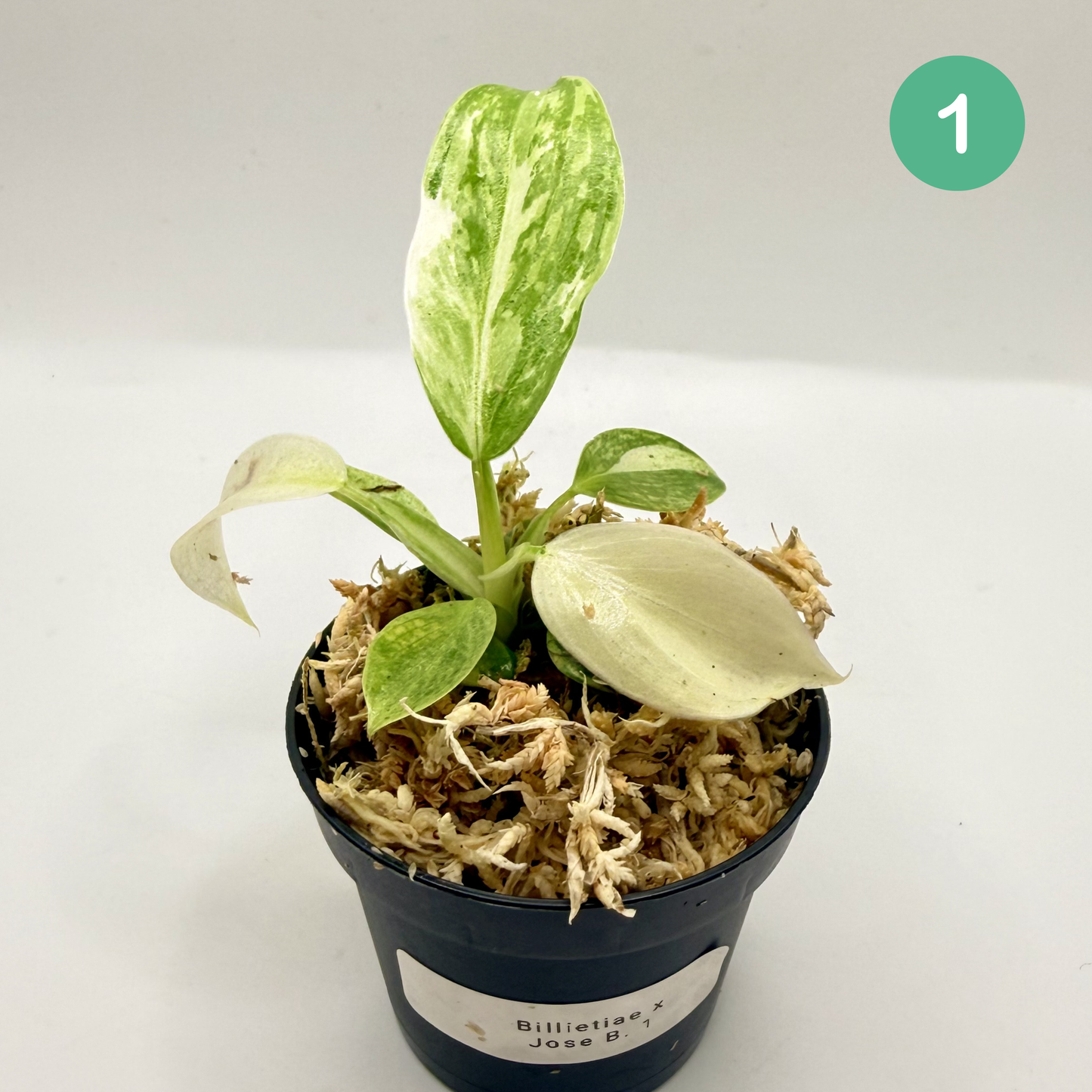 Philodendron Billietiae x José Buono Variegated