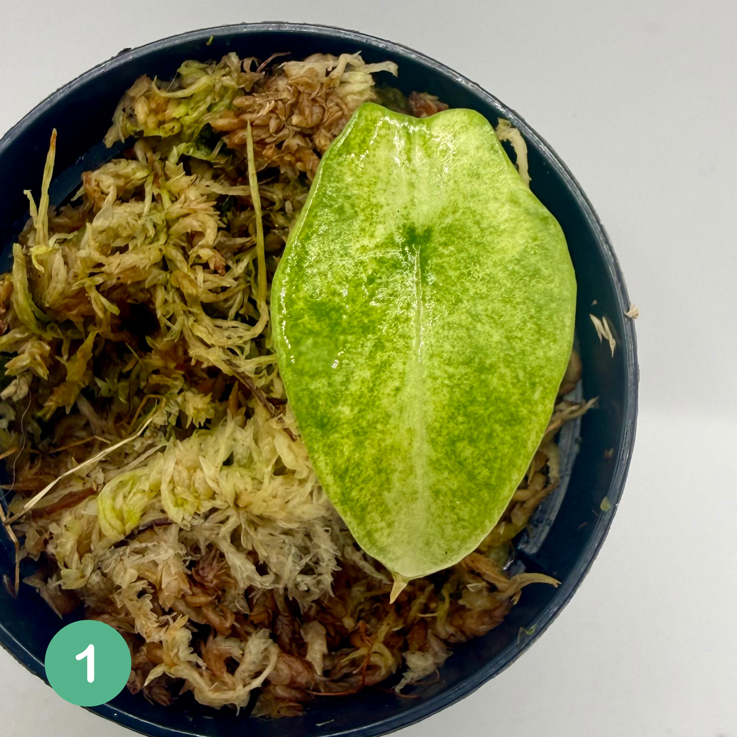 Alocasia Scalprum Mint Variegata