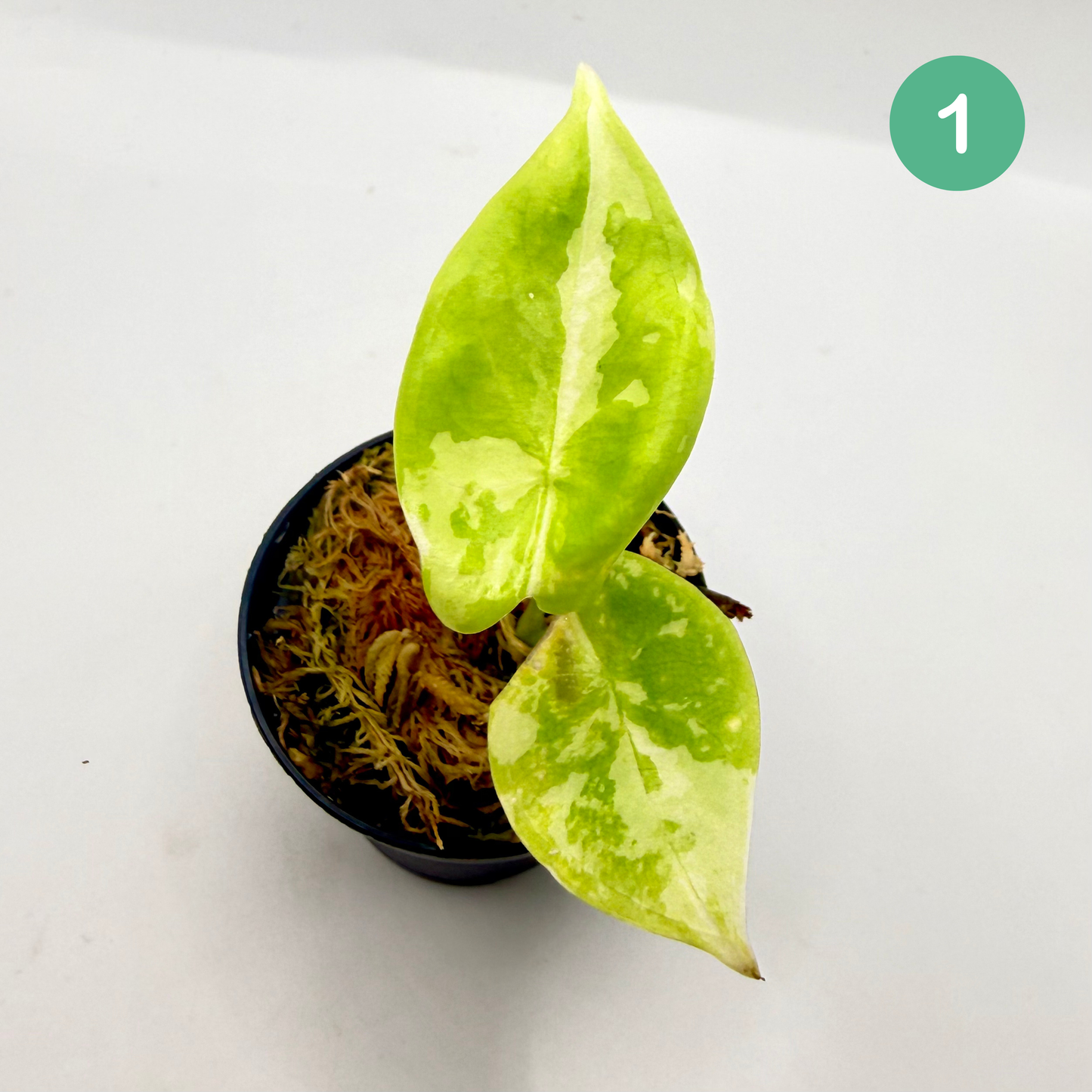 Alocasia Acuminata Albo Variegata