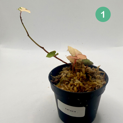 Fallopia Multiflora Variegata