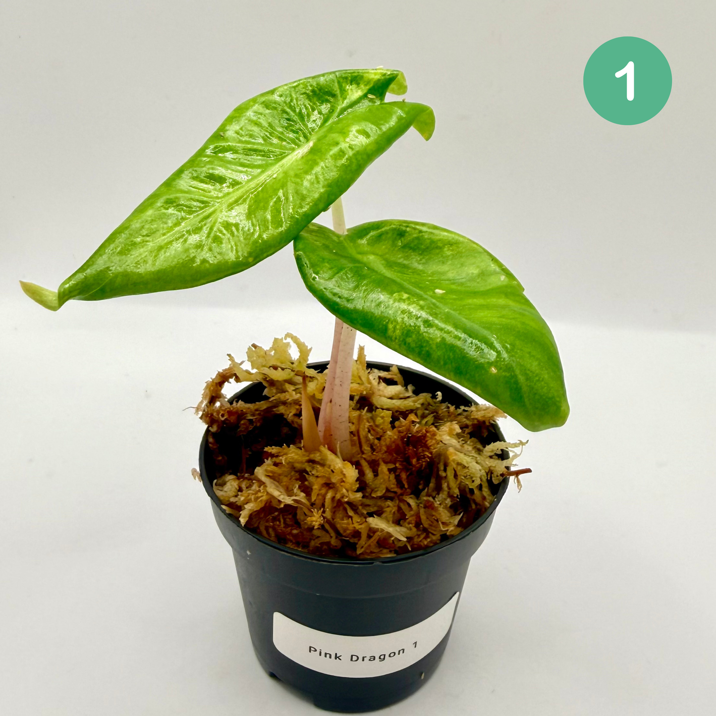 Alocasia Pink Dragon Aurea Variegata