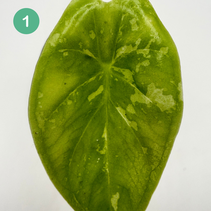 Alocasia Acuminata Albo Variegata