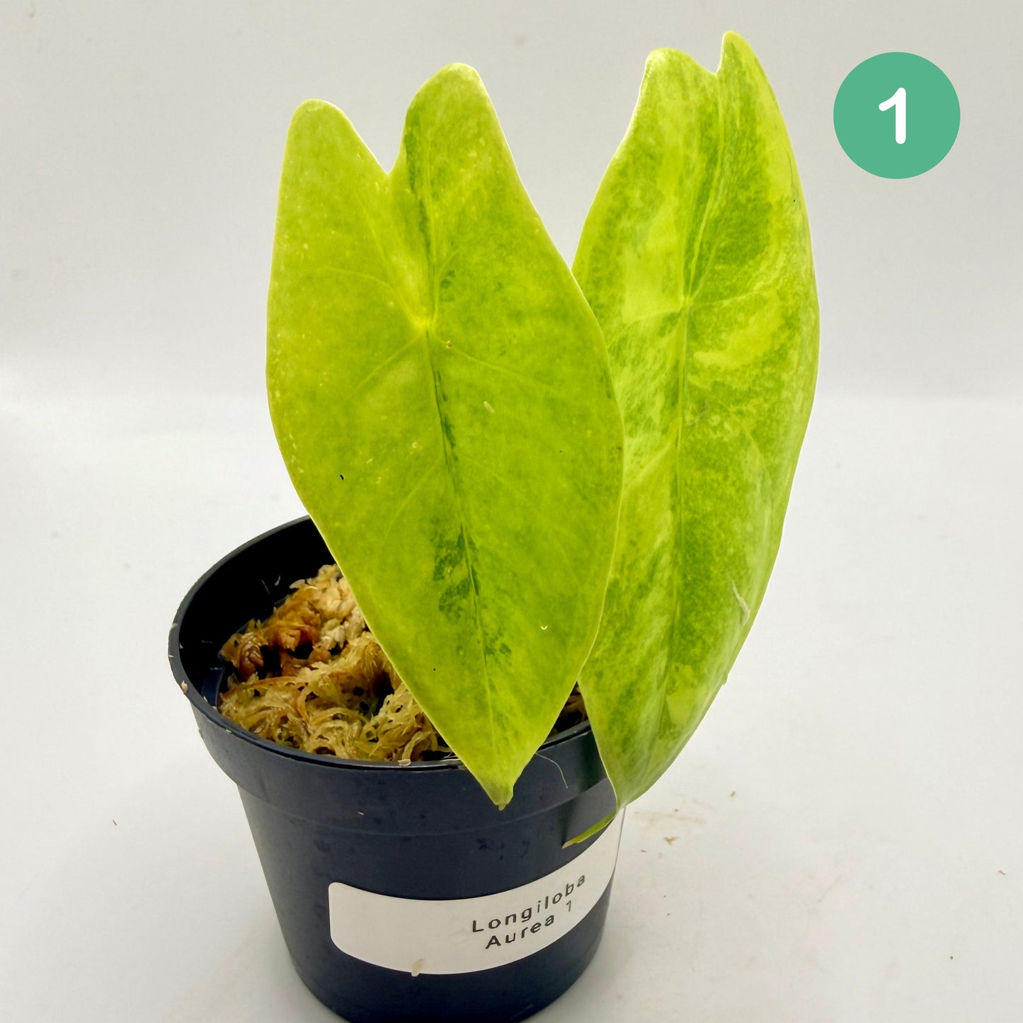 Alocasia Longiloba Aurea Variegata