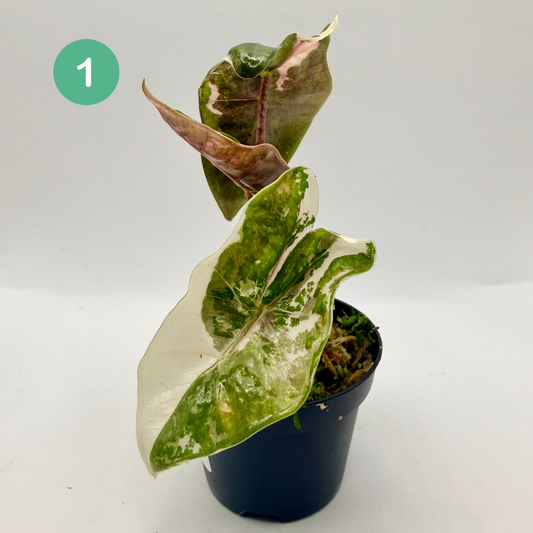Alocasia Pseudo Sanderiana Albo/Pink Variegata