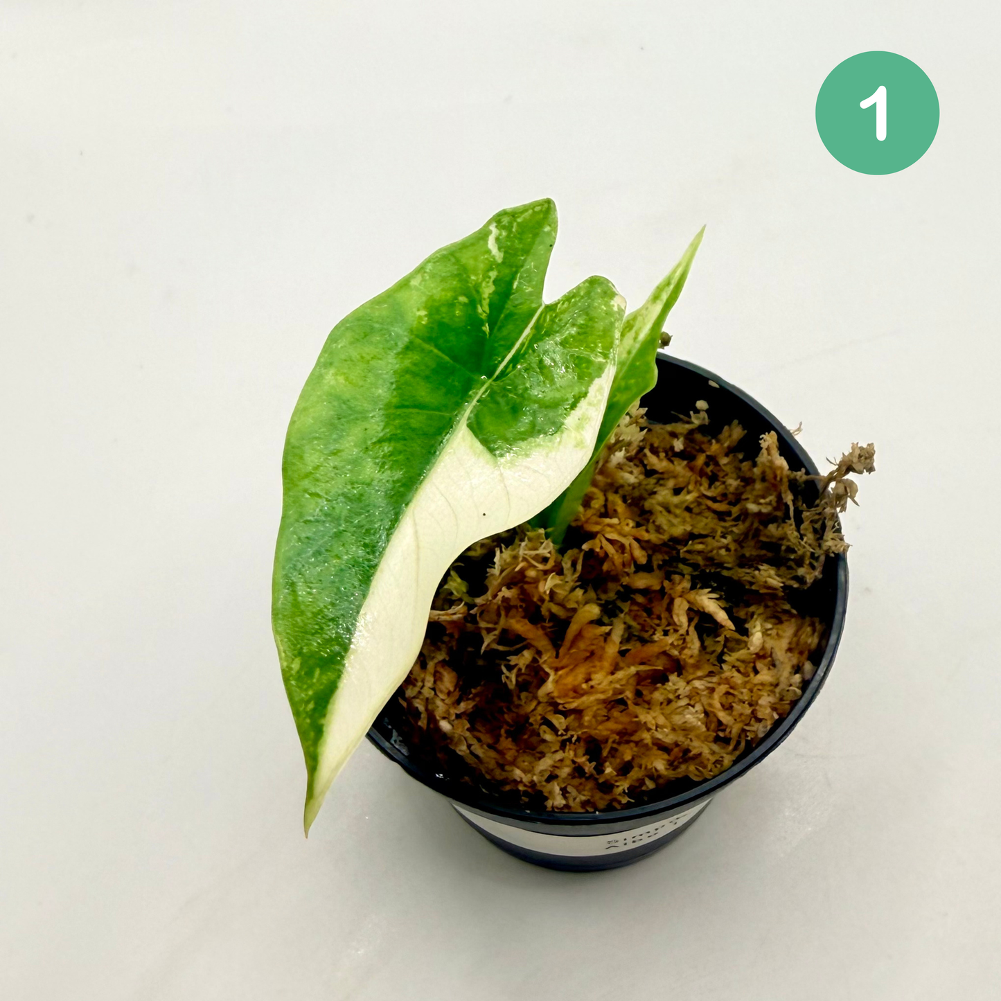 Alocasia Simpo Albo Variegata