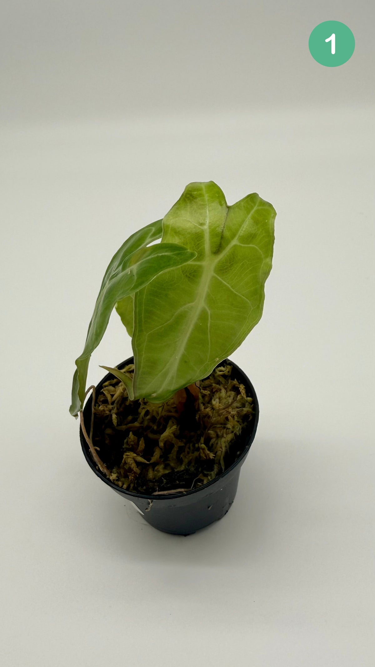 Alocasia Venom