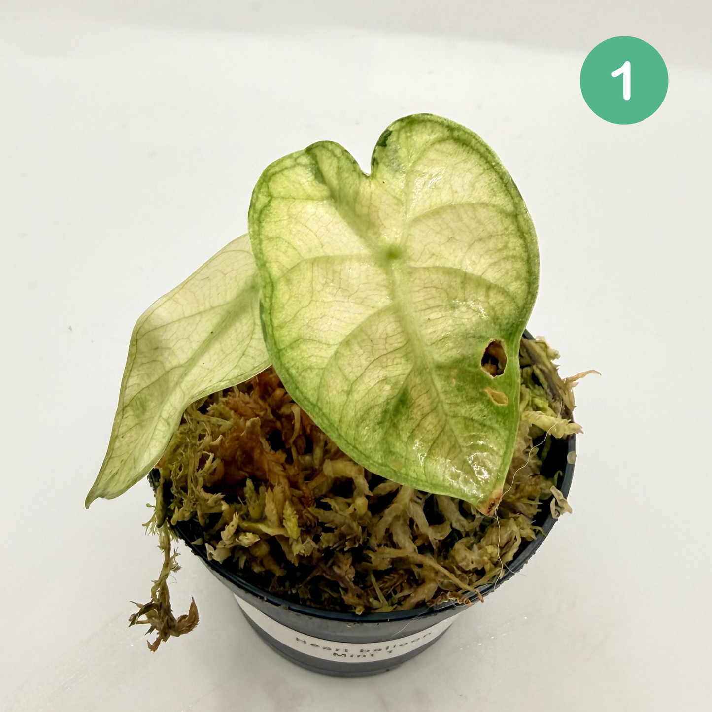 Alocasia Heart Balloon Mint/Pink Variegata