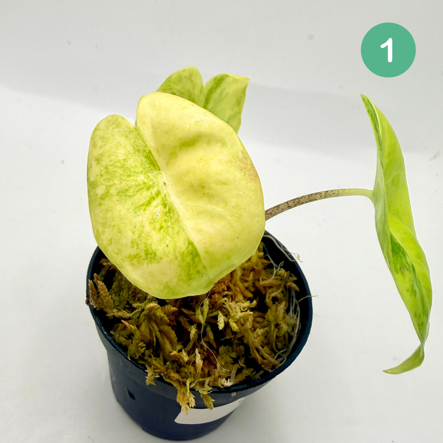 Alocasia Longiloba Aurea Variegata