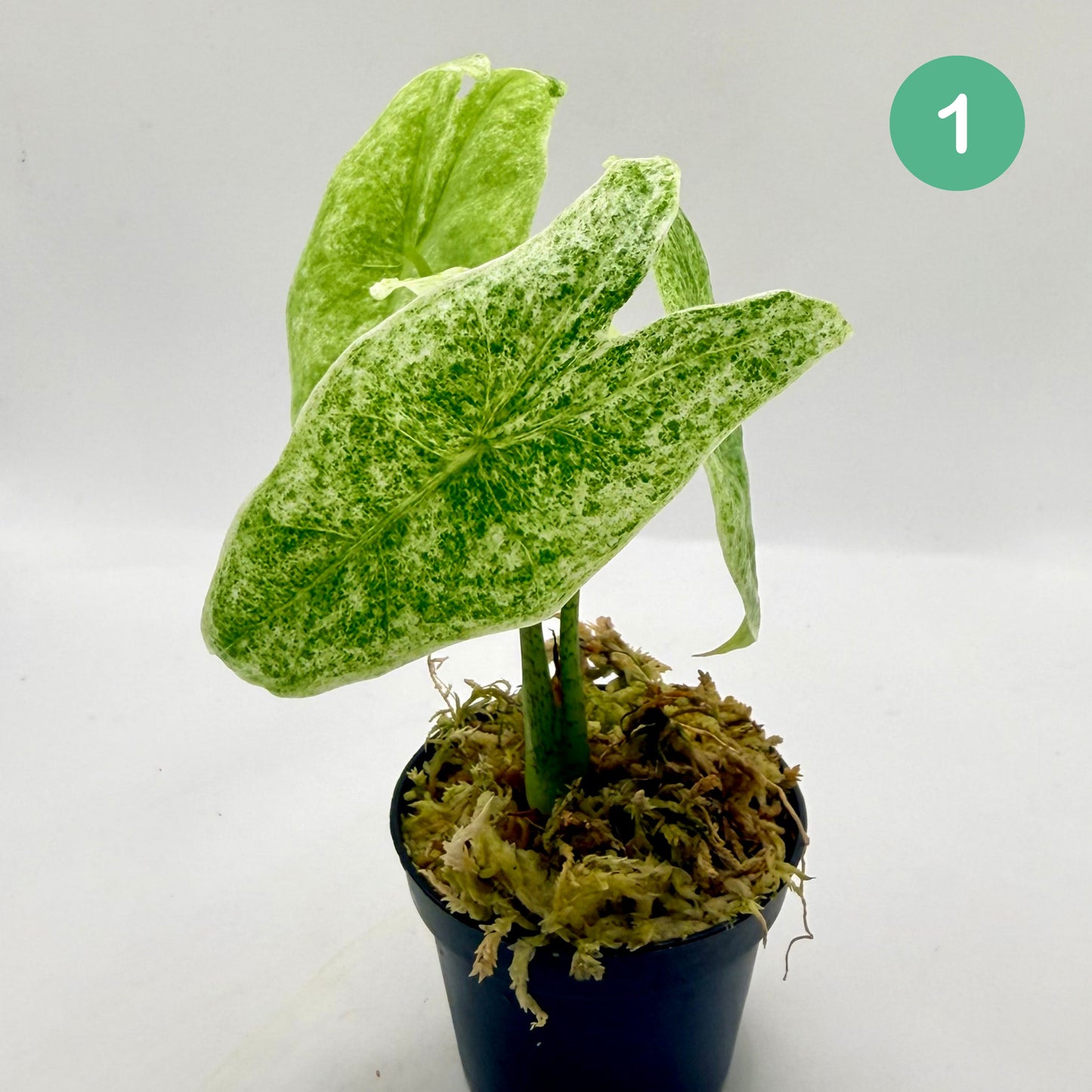 Alocasia Longiloba Mottled Variegata