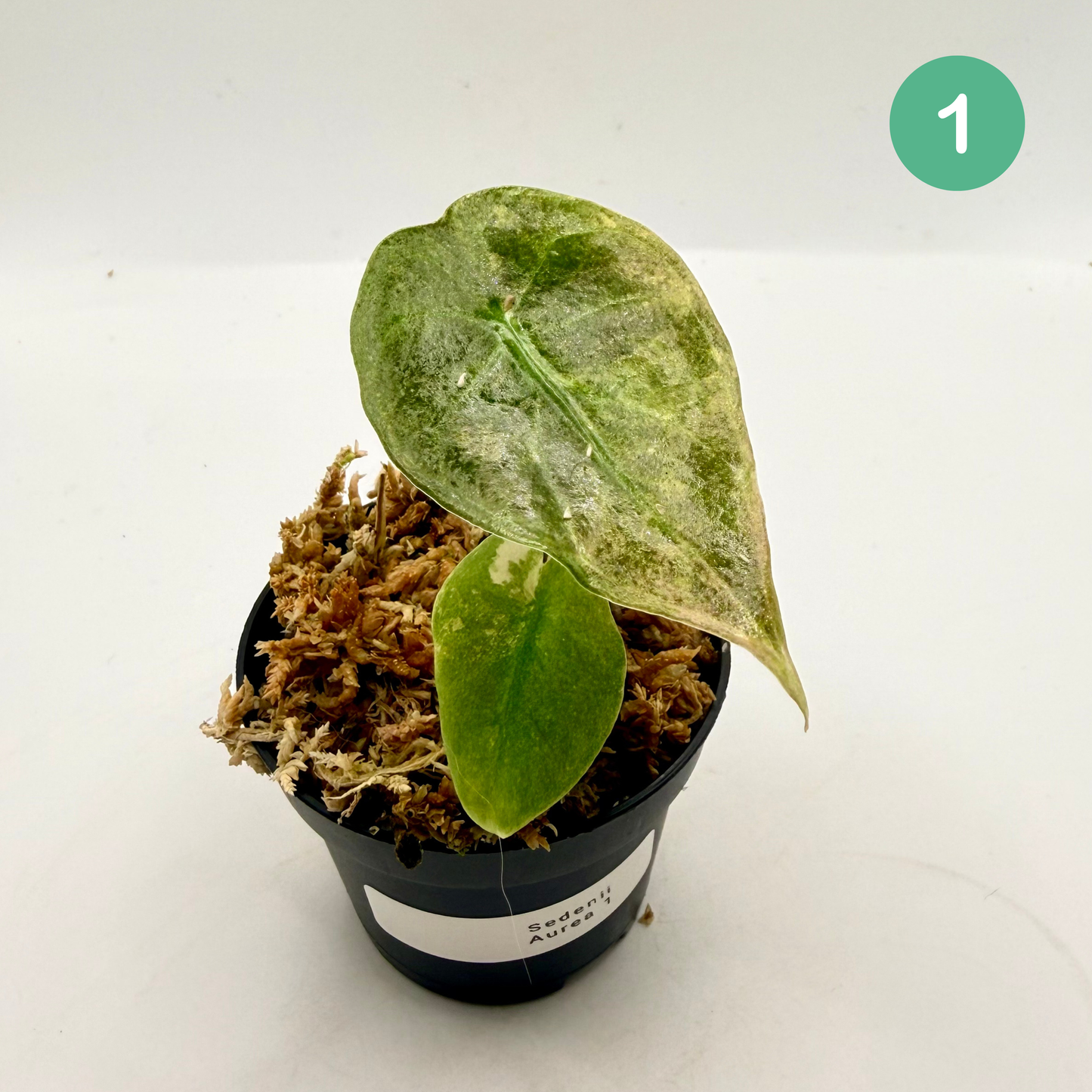 Alocasia Sedenii Aurea Variegata