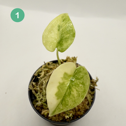 Alocasia SP. (From Surat) Aurea Variegata