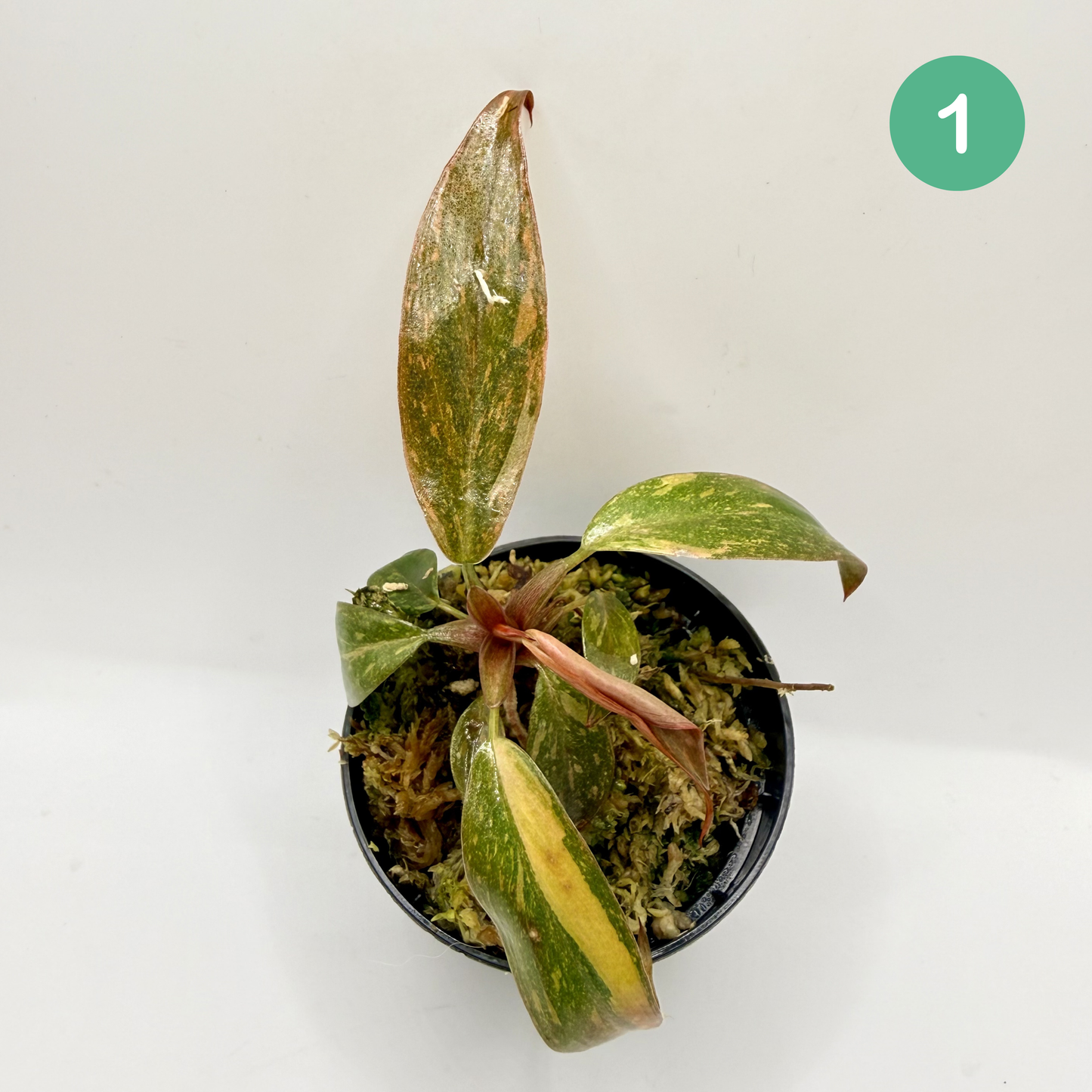Philodendron Orange Princess Variegated