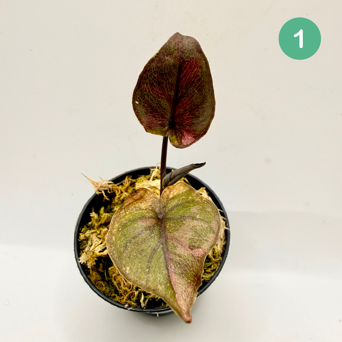 Alocasia Serendipity Variegata