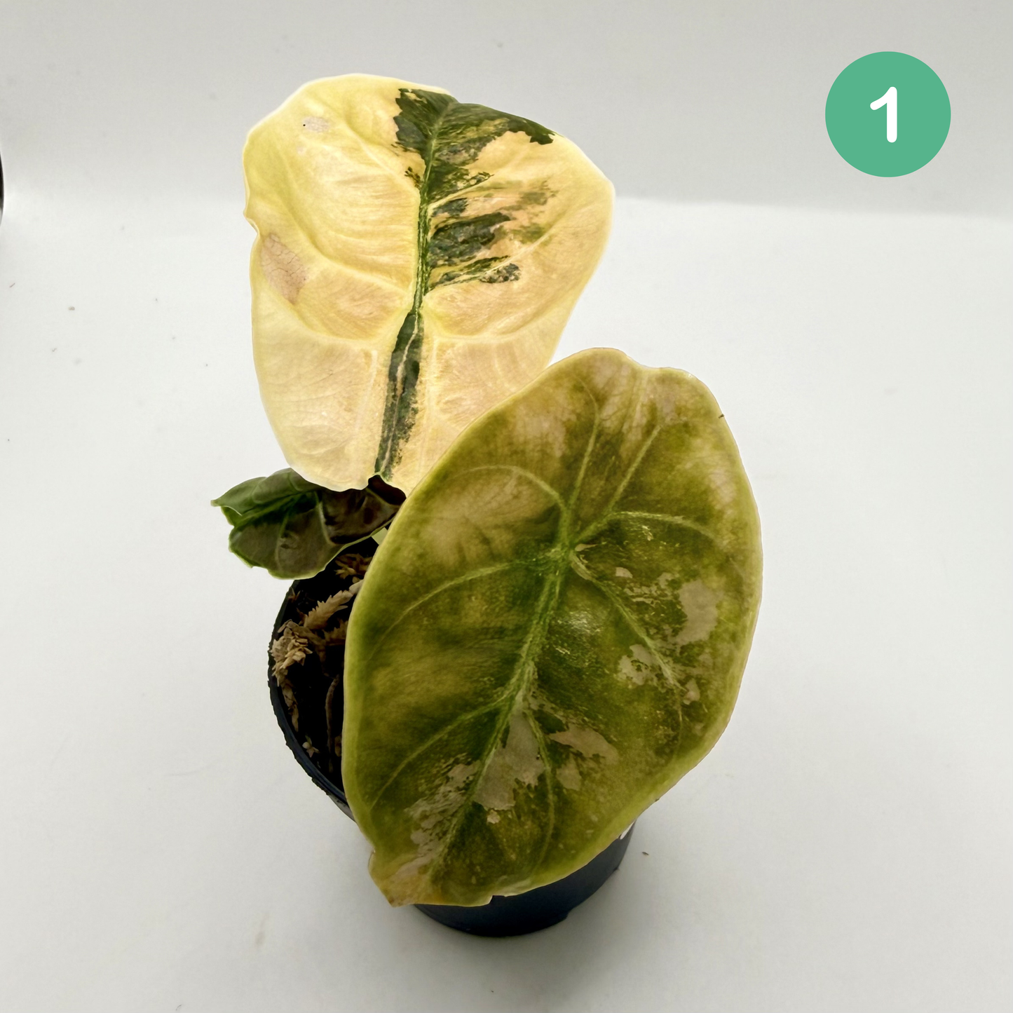 Alocasia Azlanii Aurea Variegata