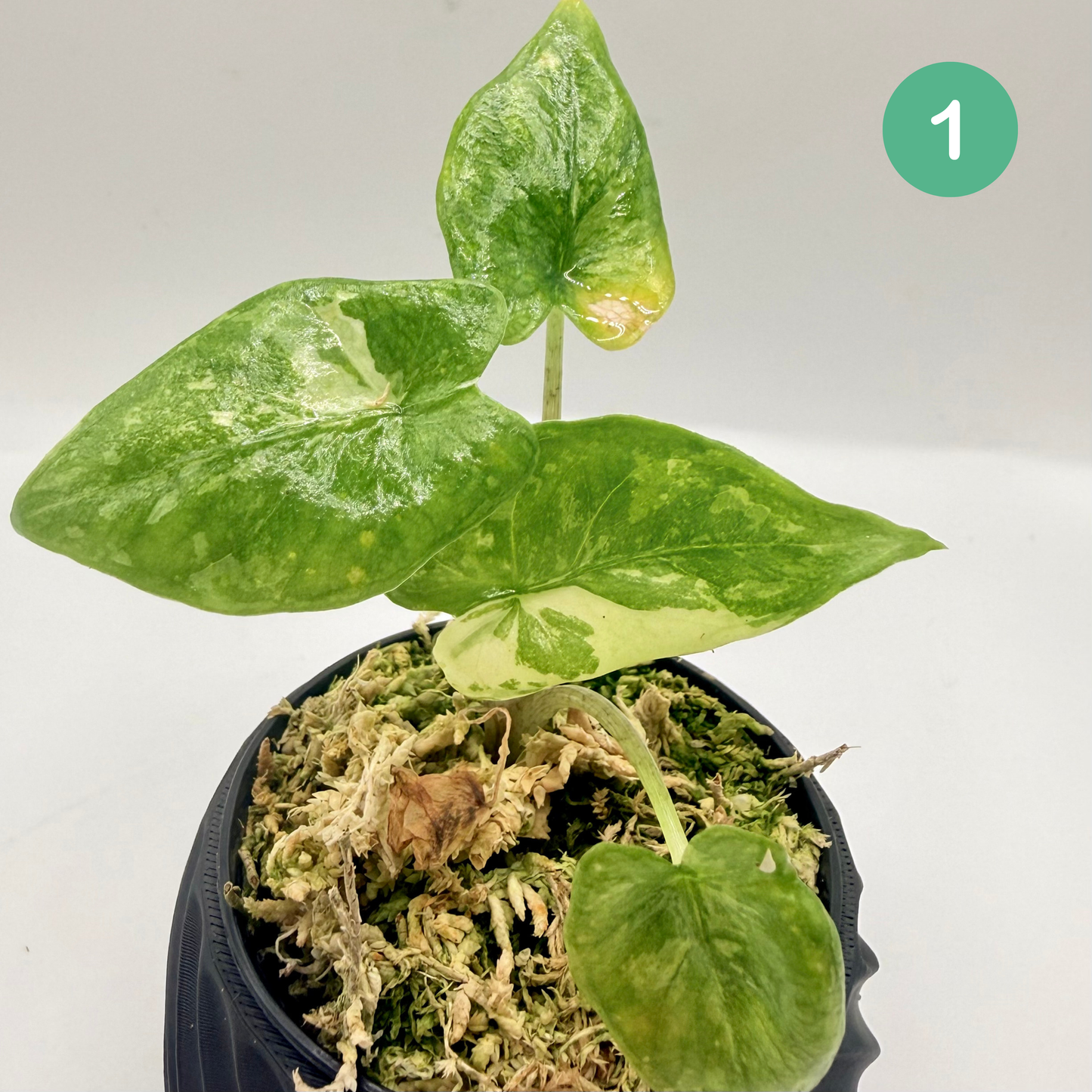 Alocasia Corazón Albo Variegata
