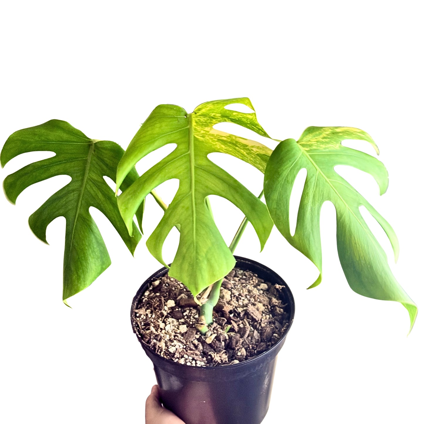 Monstera  Aurea Variegata