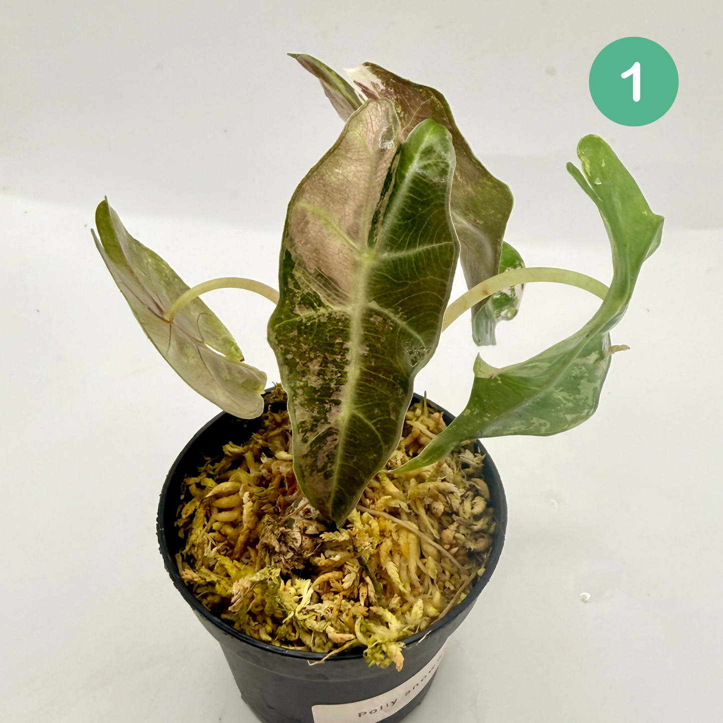 Alocasia Polly Snowflake Pink/Albo Variegata