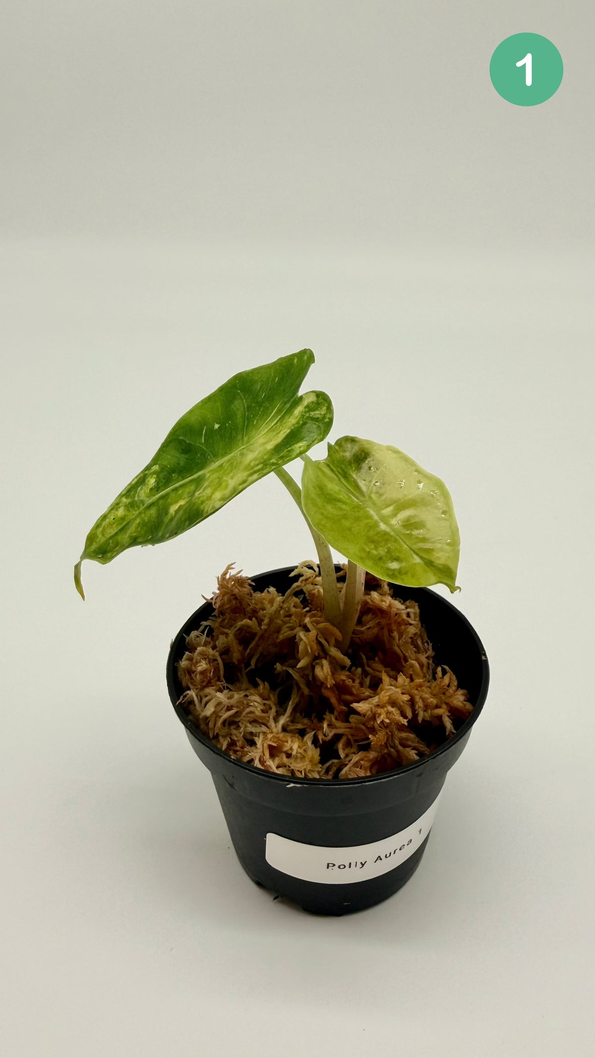 Alocasia Polly Aurea Variegata