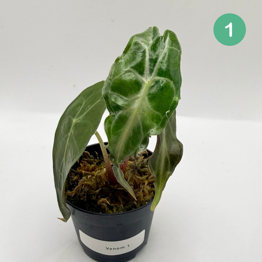 Alocasia Venom
