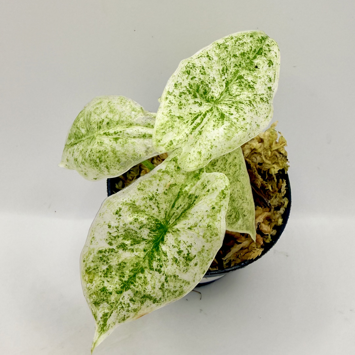 Alocasia Longiloba Mottled Variegata