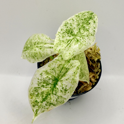 Alocasia Longiloba Mottled Variegata