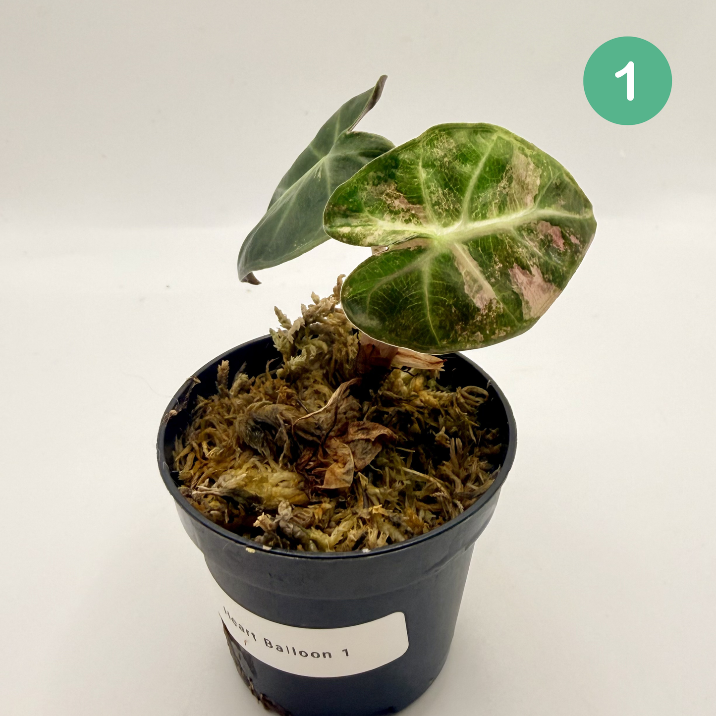 Alocasia Heart Balloon Pink/Albo Variegata
