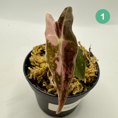 Alocasia Sanderiana Nobilis Pink Variegata