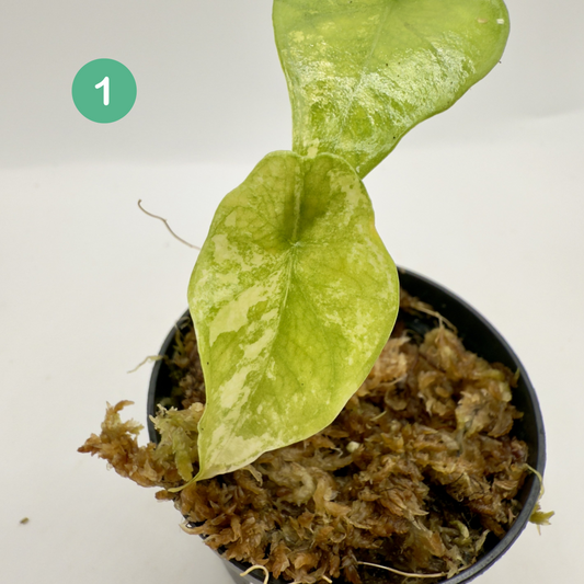 Alocasia Simpo Aurea Variegata