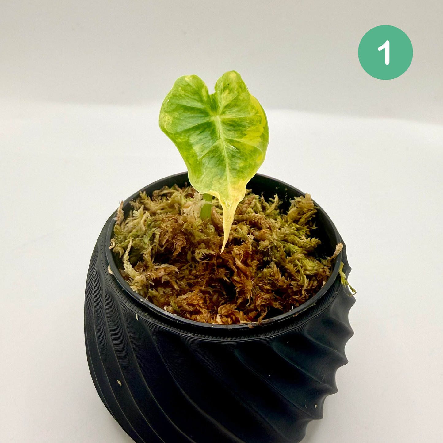 Alocasia Frydek Dorayaki - London Eye - Aurea Variegata