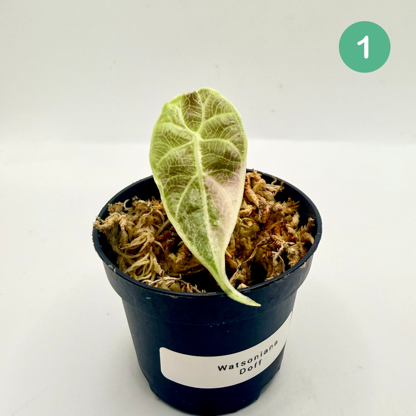 Alocasia Watsoniana Doff - Albo/Pink Variegata