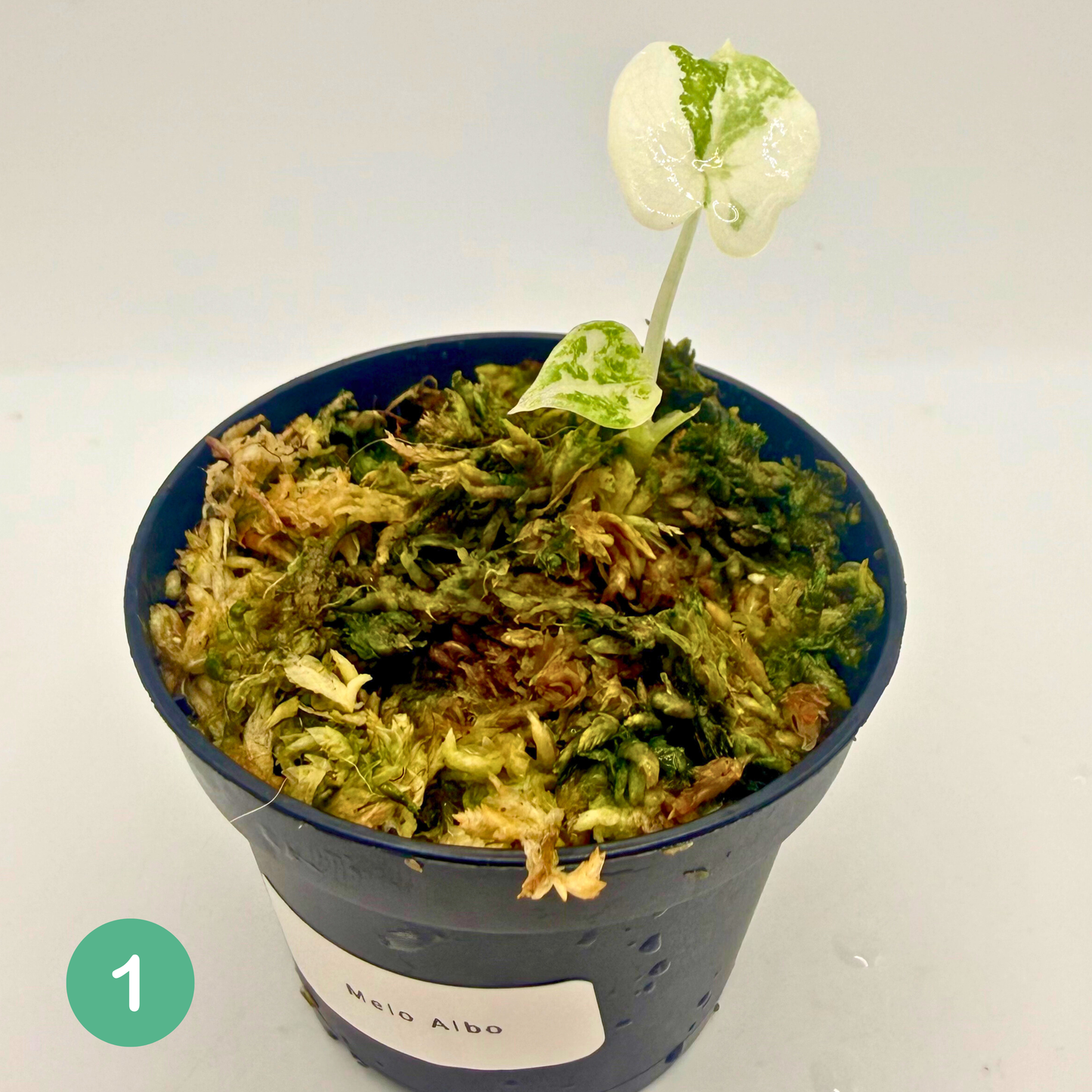 Alocasia Melo Albo Variegata