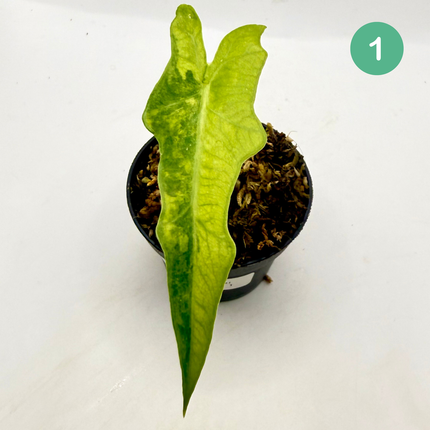 Alocasia Portei Aurea Variegata