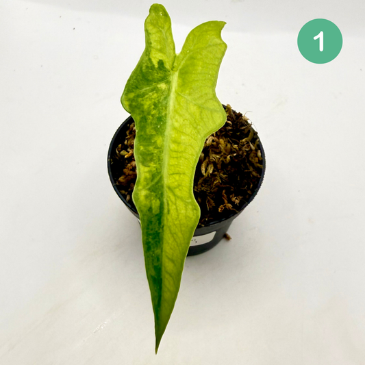Alocasia Portei Aurea Variegata