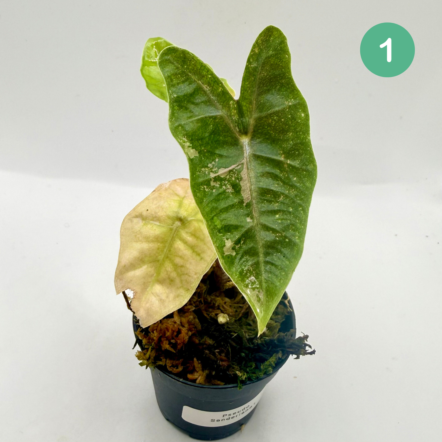 Alocasia Pseudo Sanderiana Albo/Pink Variegata
