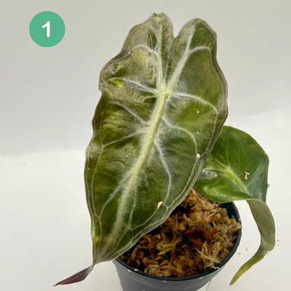 Alocasia Venom
