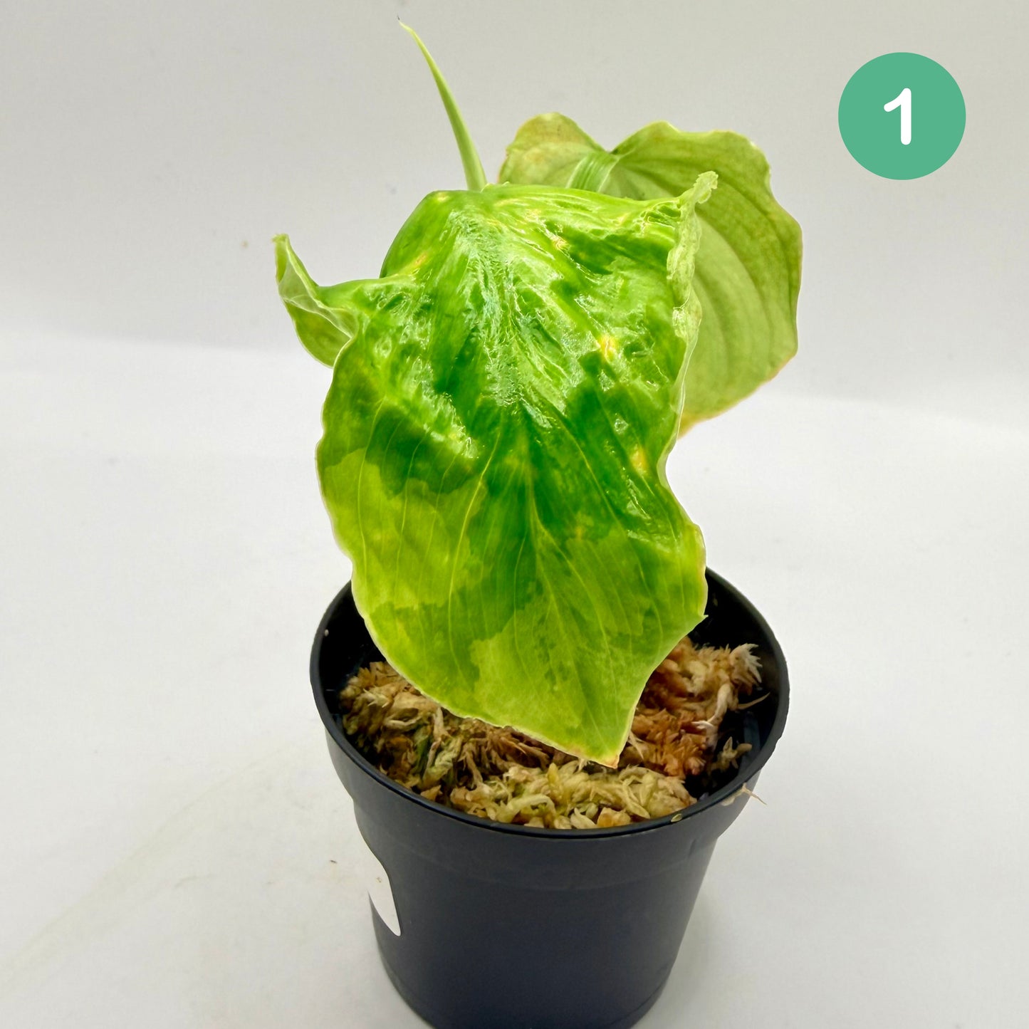 Philodendron Plowmanii Variegated