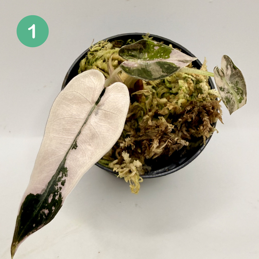 Alocasia Bambino Variegata - Pink/Albo