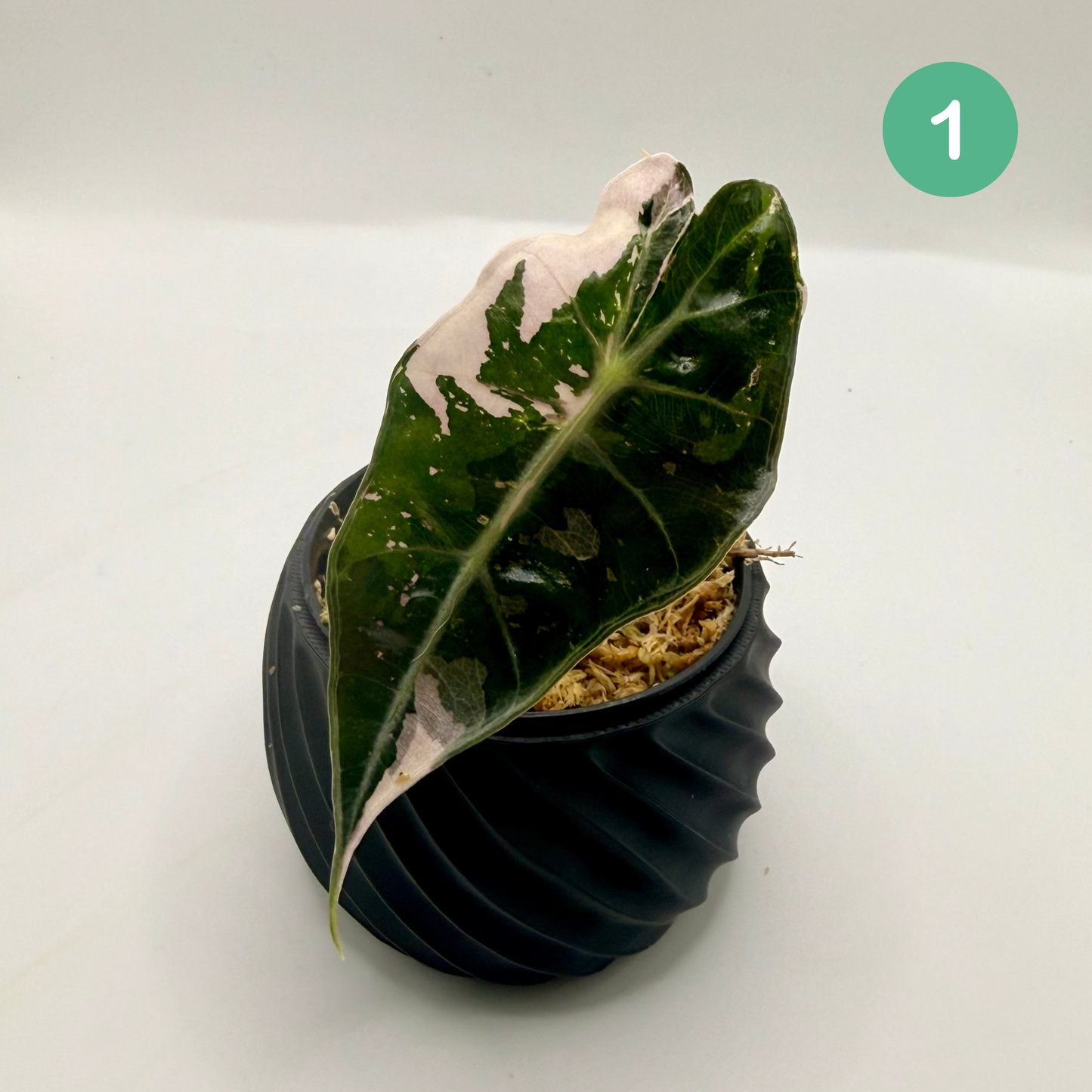 Alocasia Amazonica Pink/Albo Variegata