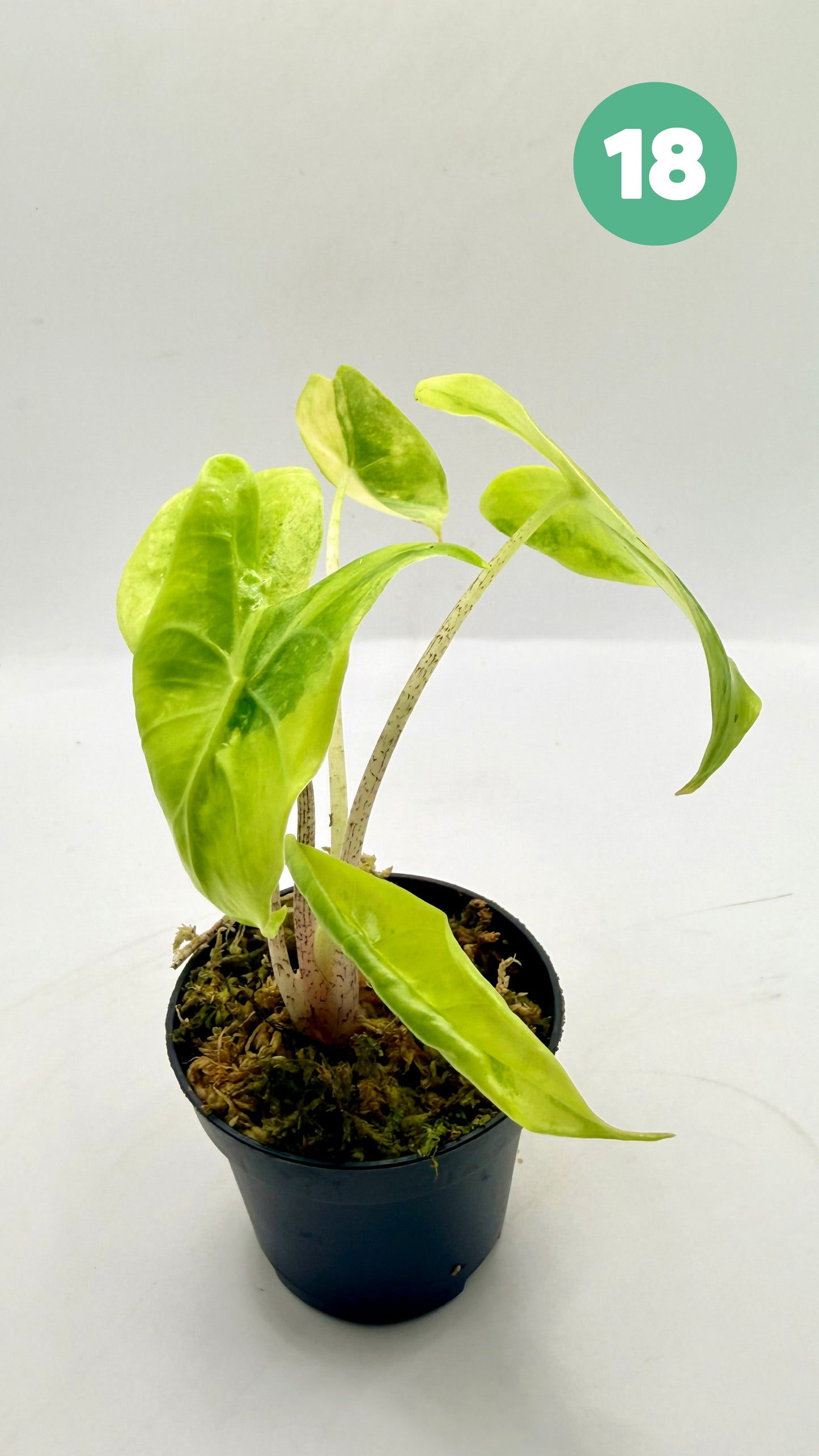 Alocasia Longiloba Aurea Variegata