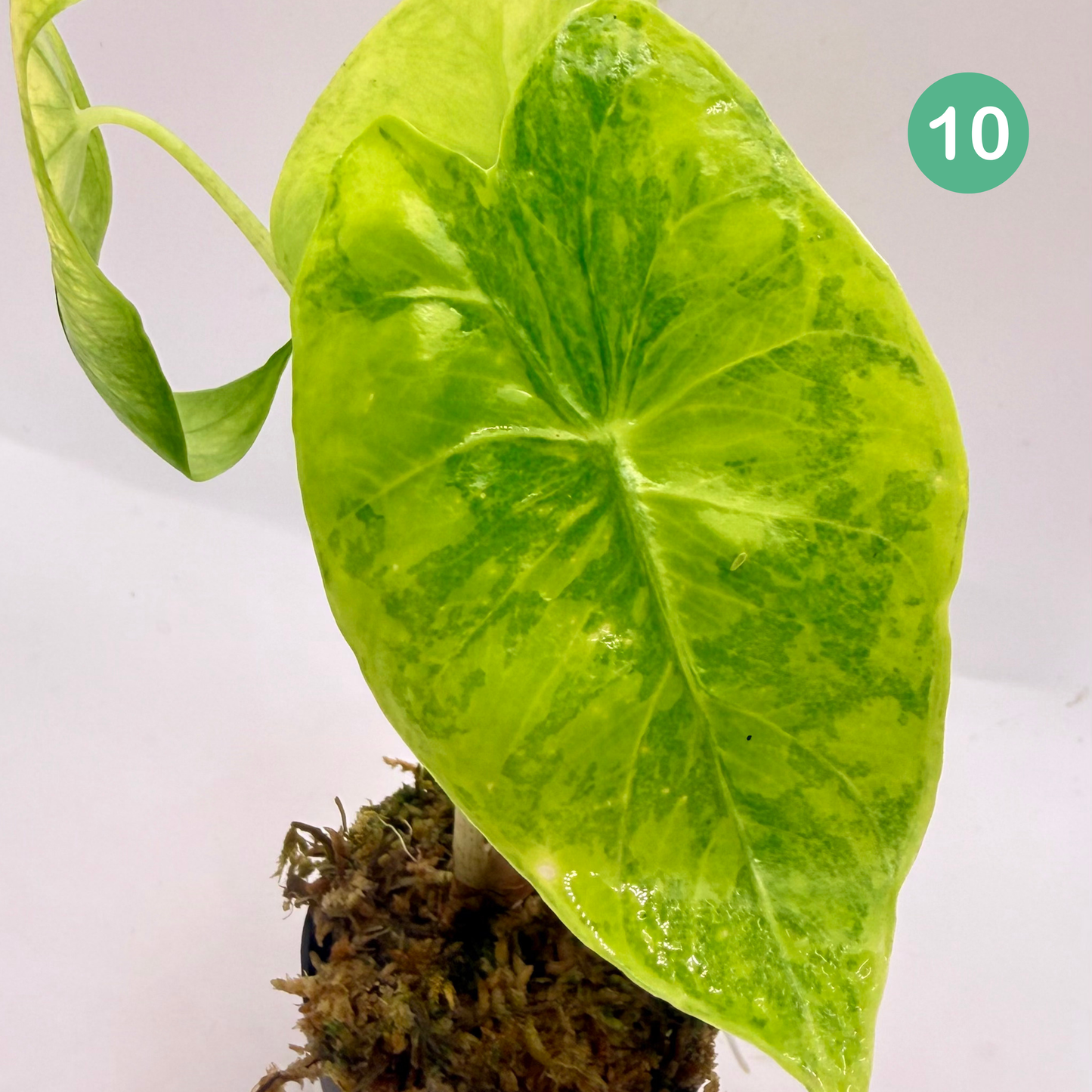Alocasia Longiloba Aurea Variegata