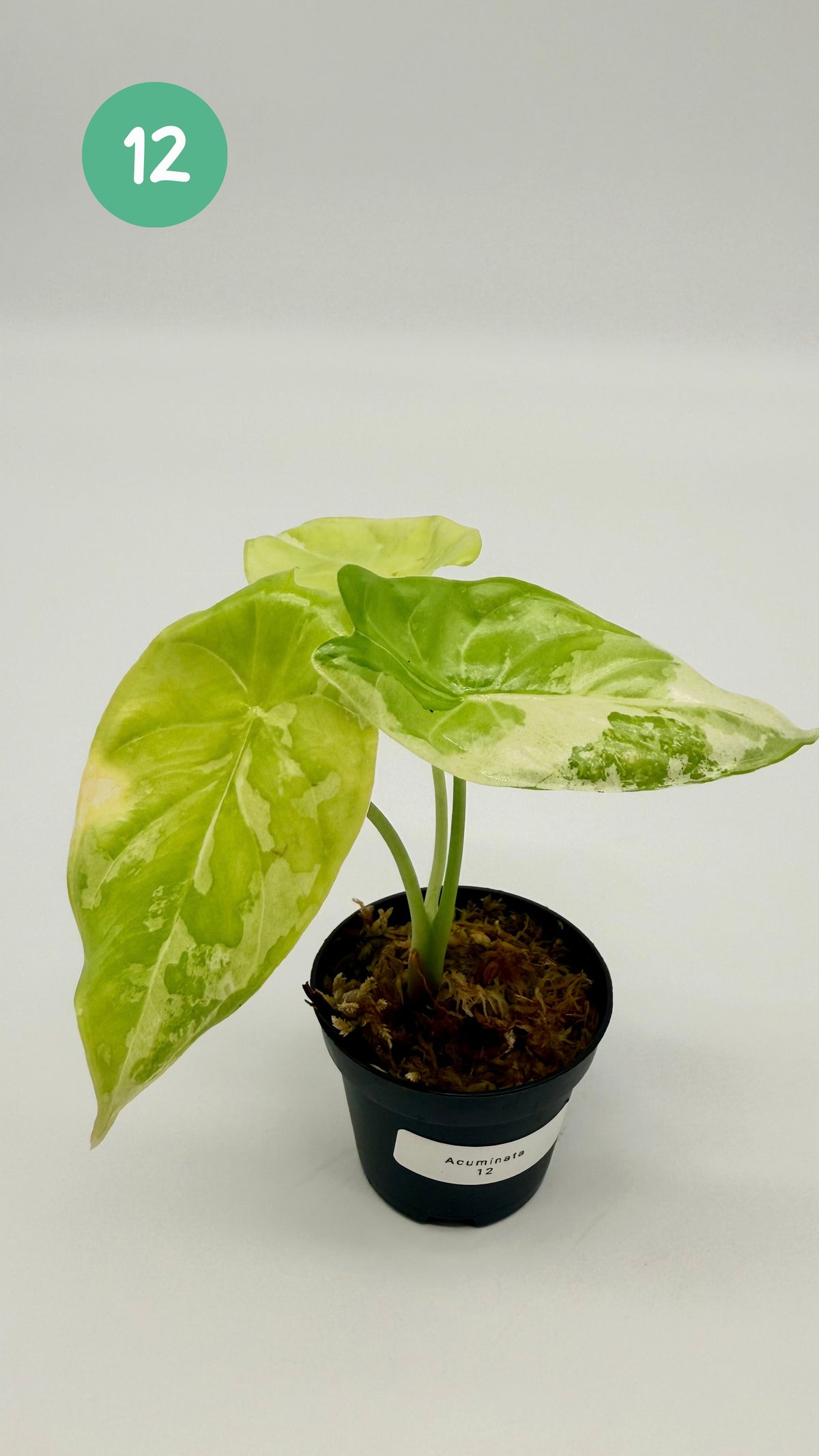 Alocasia Acuminata Albo Variegata