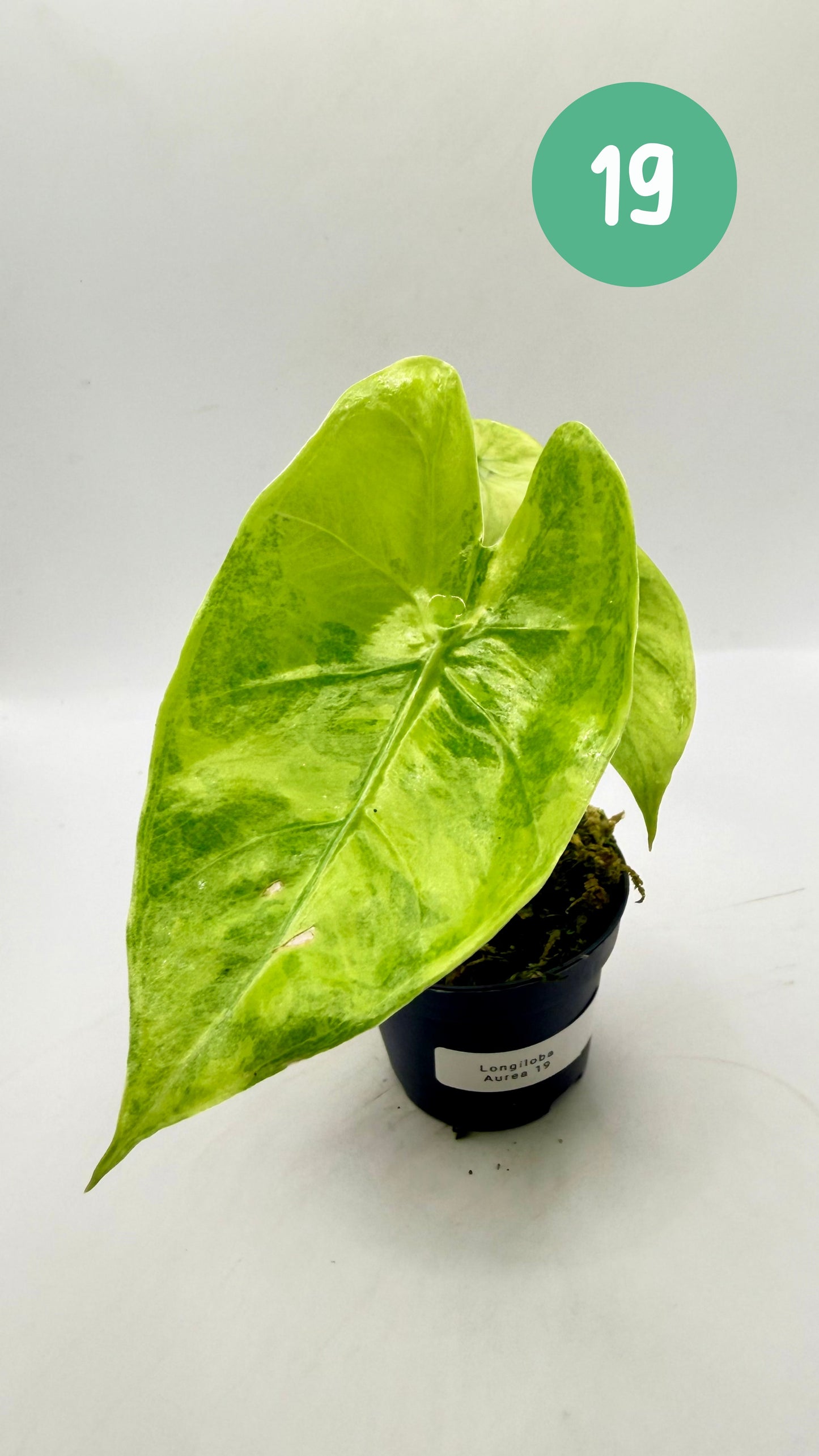 Alocasia Longiloba Aurea Variegata