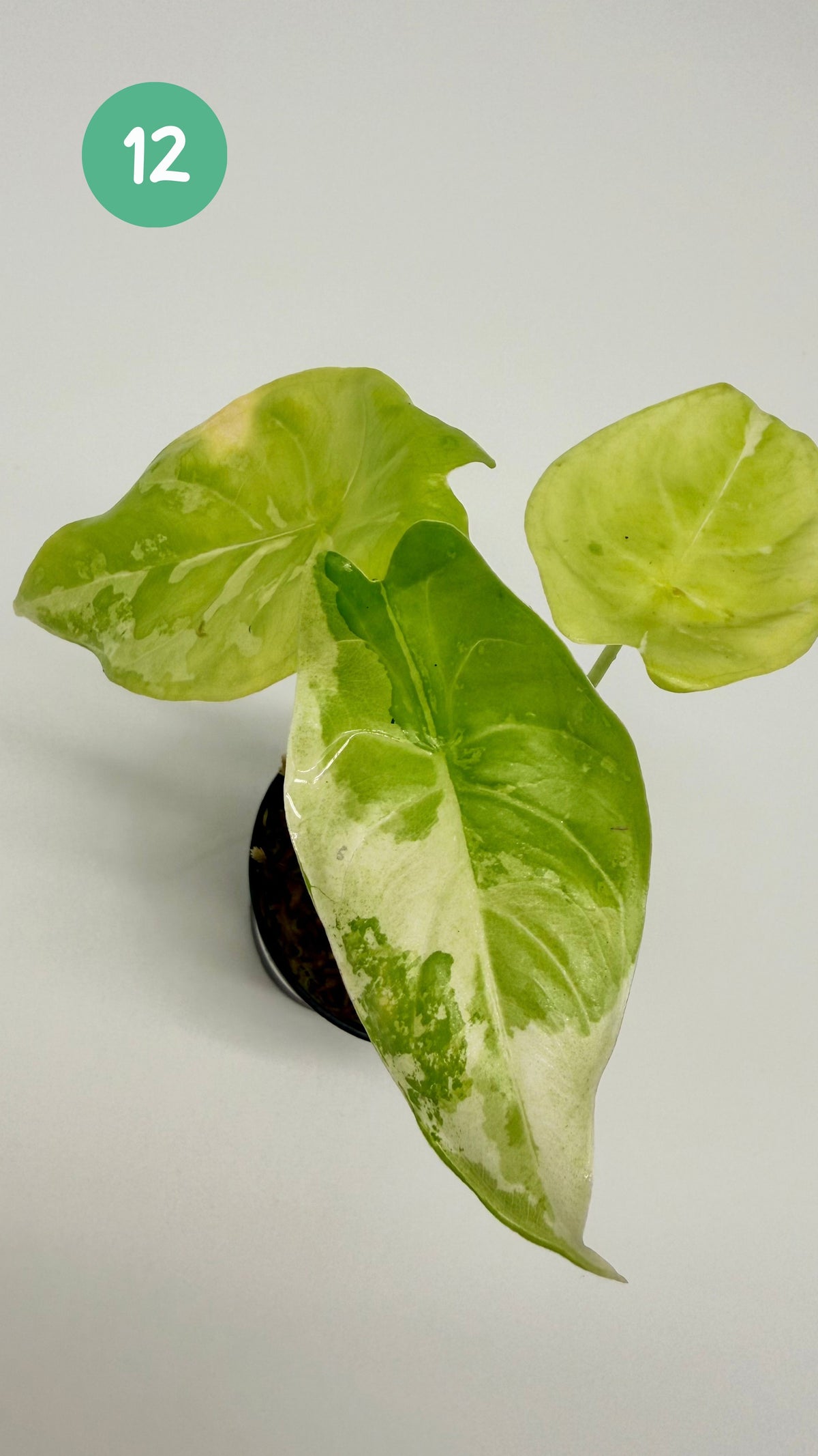 Alocasia Acuminata Albo Variegata