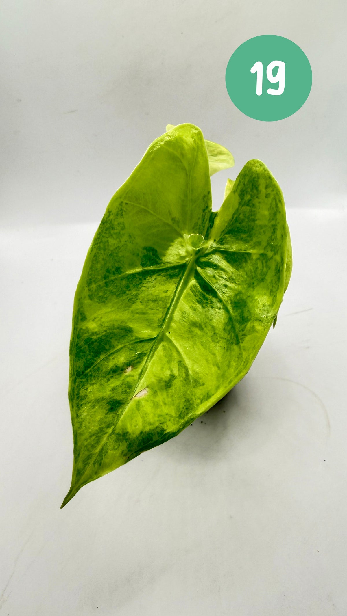 Alocasia Longiloba Aurea Variegata